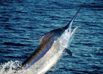 In the grander scheme of things